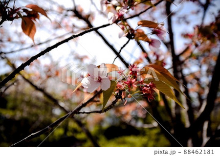 散り際の一輪 88462181