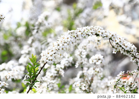 満開の雪柳（ユキヤナギ） 88462182