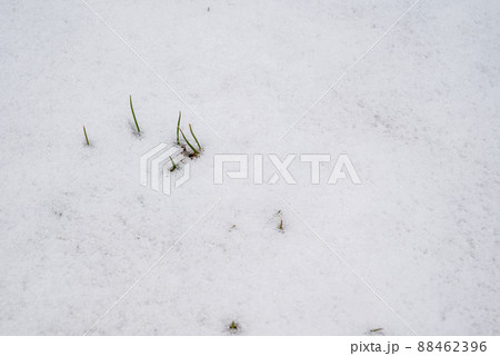 淡雪の下から顔を覗かせる芝生 88462396