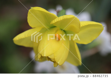 日本の春の庭に咲く黄色いスイセンの花ータヒチ 日本の春の庭に咲く黄色いスイセンの花ータヒチ 88462735
