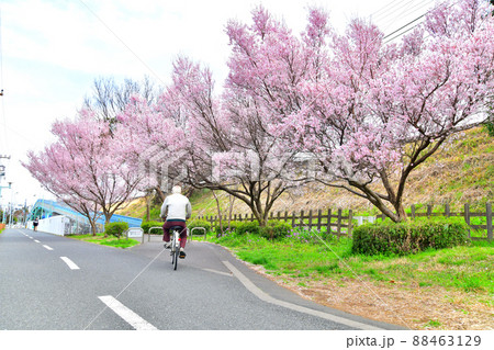 多摩湖自転車歩行者道／八坂駅付近(東京都東村山市)【2022.3】 88463129