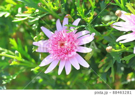 八重咲きのマーガレット 88463281