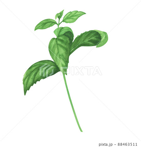Culinary fresh basil. Watercolor illustration of culinary herbs for cooking Isolated on white background. Art for design 88463511
