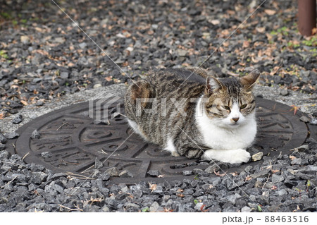 マンホールの上で寛ぐ桜猫 88463516