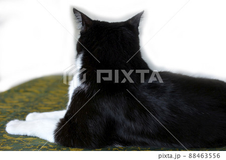 黒白猫。猫との暮らし。保護猫。さくら耳。猫イメージ素材 88463556