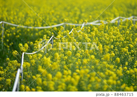 春 花 菜の花 88463715