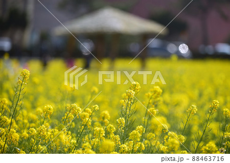 花 菜の花 風景 88463716