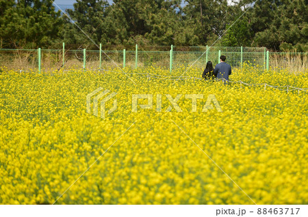 春 観光 菜の花 88463717