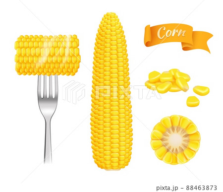 Corn realistic. Harvest fresh cut grains eating corn template 88463873