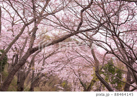 八百萬神之御殿の桜のトンネル 88464145