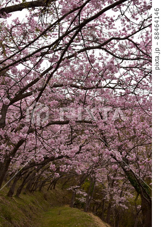 八百萬神之御殿の桜のトンネル 88464146