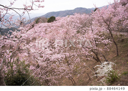 山肌一面の八百萬神之御殿の桜 88464149