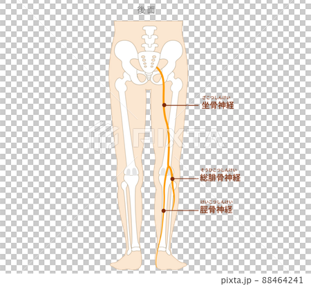 坐骨神経と脛骨神経、総腓骨神経の図解イラスト 88464241