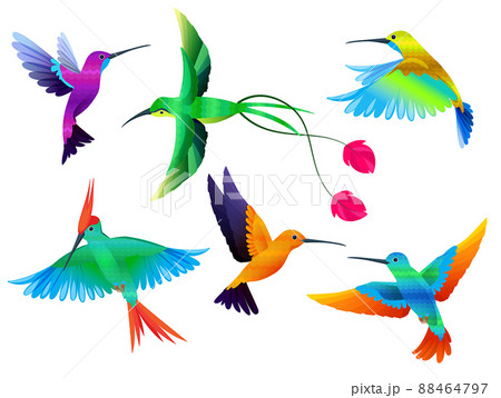 Tropical birds. Hummingbirds toucan colored parrot exotic birds zoo cartoon collection 88464797