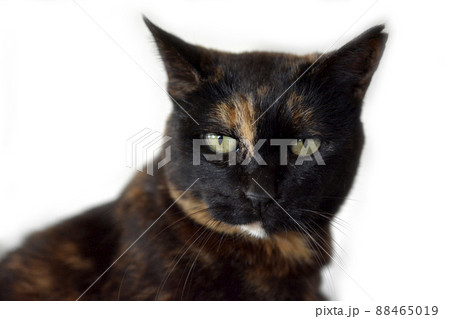 猫イメージ素材。サビ猫アップ。白背景 88465019
