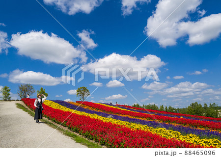 富良野のお花畑 88465096