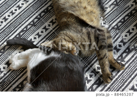 お尻あったかくて気持ちいいにゃあ。くっつくと落ち着くんだよね。昼寝。猫イメージ素材 88465207