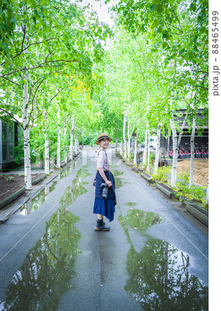 ファーム富田の白樺並木 ファーム富田の白樺並木 88465499