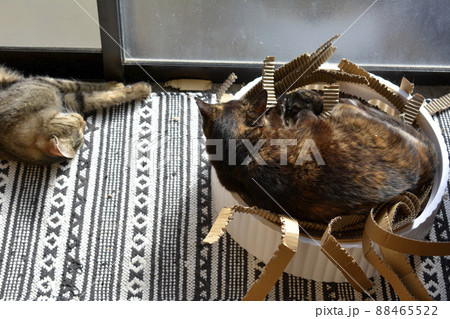 このボロボロ感が気持ちいい。それぞれ昼寝。爪とぎ。猫のいる暮らし。イメージ素材 88465522