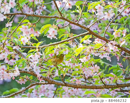 葉桜になった河津桜の枝にとまる野鳥メジロ 88466232