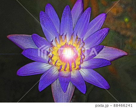 幻想的な水生植物紫色のスイレンの花 幻想的な水生植物紫色のスイレンの花 88466241