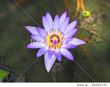 美しく咲いた多年草の水生植物紫色のスイレンの花 88466242