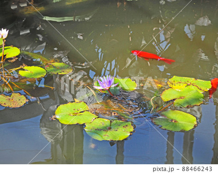 水面に花が咲いたスイレンと赤い金魚 水面に花が咲いたスイレンと赤い金魚 88466243