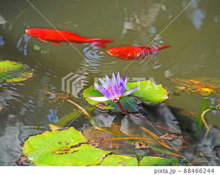 水辺を泳ぐ赤い金魚と美しく咲いたスイレンの花 88466244