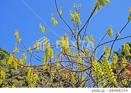 春に黄色い花が咲いたナンバンキブシ青空バックで 春に黄色い花が咲いたナンバンキブシ青空バックで 88466254