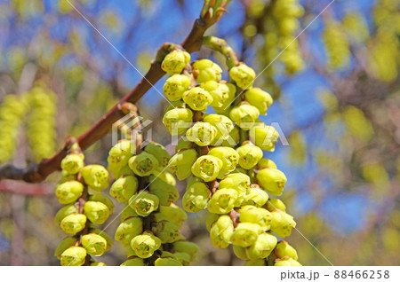 春に咲いた落葉低木ナンバンキブシの黄色い花 88466258