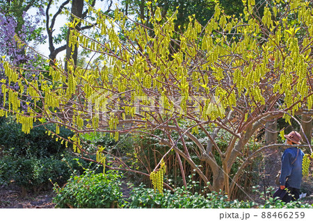 春に黄色い花が咲くナンバンキブシの木と人物 春に黄色い花が咲くナンバンキブシの木と人物 88466259