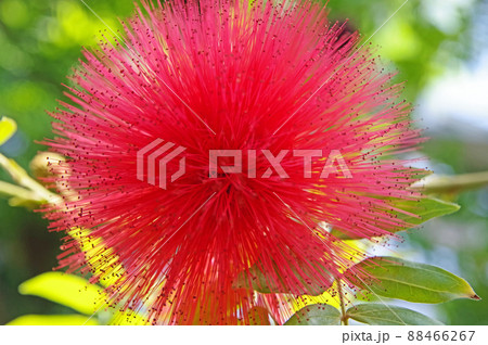 化粧パフのようなふわふわした赤い花が咲くレッドパウダーパフ 化粧パフのようなふわふわした赤い花が咲くレッドパウダーパフ 88466267