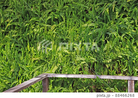 緑の葉が密生するシダのグランドカバー 緑の葉が密生するシダのグランドカバー 88466268