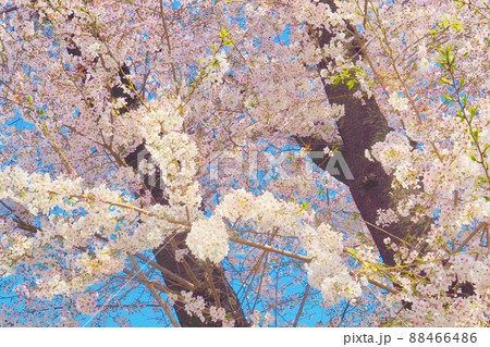 晴天に仰ぎ見る咲き乱れたる桜並木 88466486
