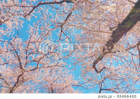 晴天に仰ぎ見る咲き乱れたる桜並木 88466488