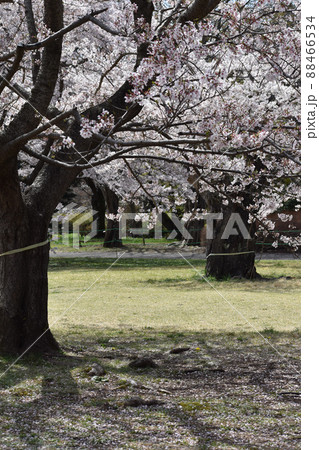 満開の桜の木 88466534