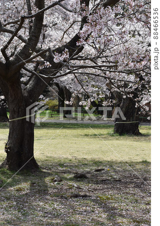 満開の桜の木 満開の桜の木 88466536