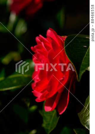 雪椿の花 雪椿の花 88466558