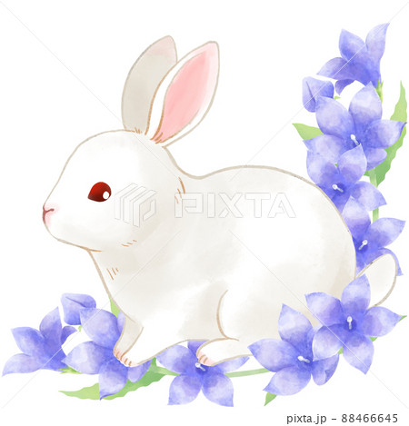 桔梗の花に囲まれたウサギのイラストのイラスト素材