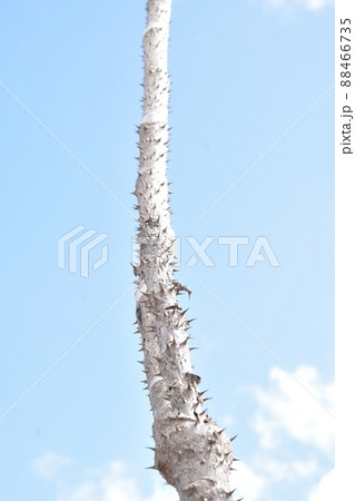 タラ　青空 88466735