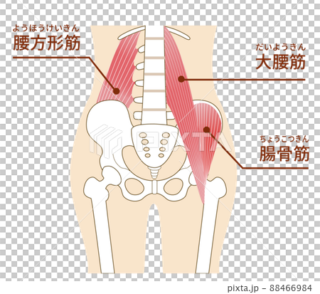 Illustration of psoas major muscle, iliacus muscle, and quadratus lumborum muscle of the abdomen 88466984