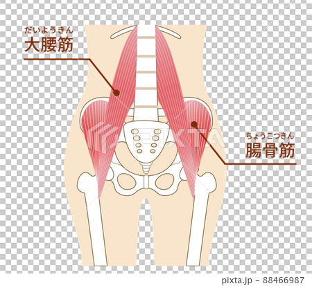 Illustration of the inner muscle iliopsoas... - Stock Illustration