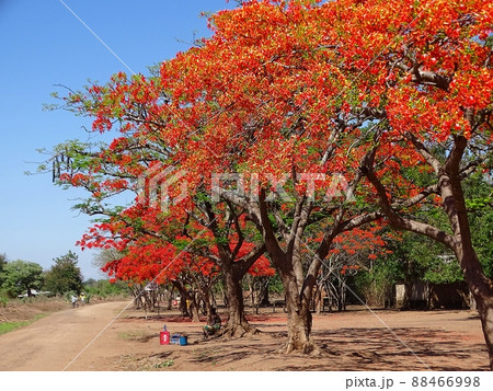 アフリカのマラウイ・ゾンバの日常風景（植物） 88466998