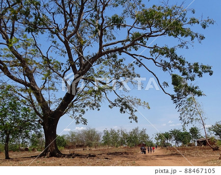 アフリカのマラウイ・ゾンバの日常風景 88467105