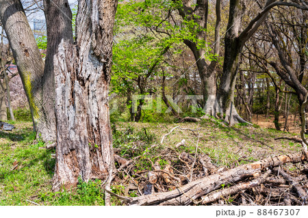 春の新緑の風景 88467307