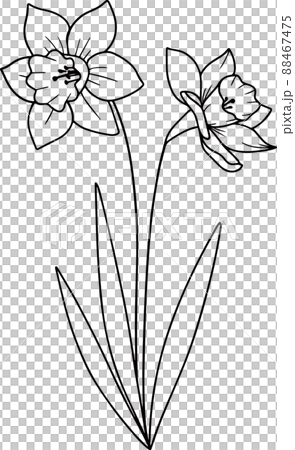 Daffodil - December birth flower line illustration 88467475