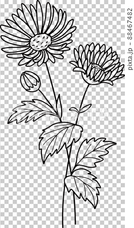 Asters  September birth flower line illustration  Stock Illustration  88467482  PIXTA