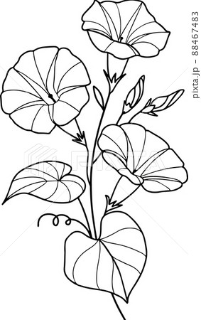 朝顔 花 植物 88467483