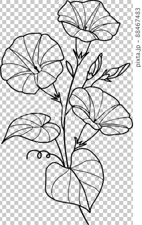 朝顔 花 植物 88467483