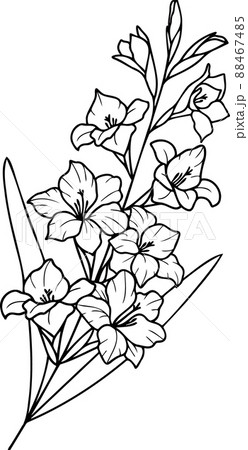 How to draw Gladiolus flower step by step very easy  YouTube